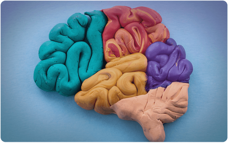 neuroplasticity playdoh brain